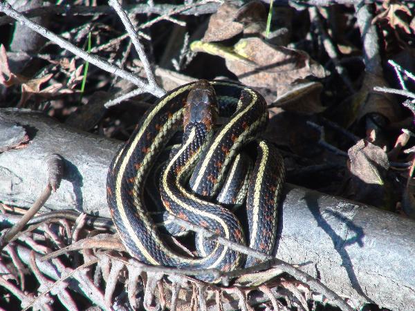 Photo of Thamnophis sirtalis by Les Leighton